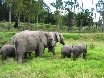 Addo Elephant Park, ein MUSS fr jeden Dickhaut-Liebhaber.