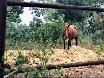 just one horse but lots of animals more